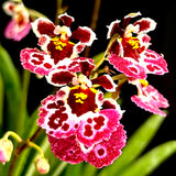 Tolumnia Jairak Firm 'Pink butterfly'