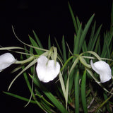 Brassavola nodosa