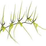 Brassia gireoudiana