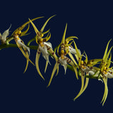 Brassia lawrenceana
