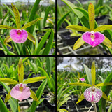 Brassocattleya Jairak Little Star