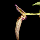 Bulbophyllum fascinator/romyi