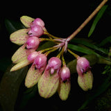 Bulbophyllum baucoense