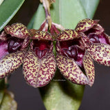 Bulbophyllum frostii