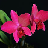 Cattleya Chien Ya Ruby