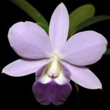 Cattleya Mini Purple f. coerulea x self