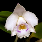 Cattleya alaorii