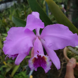 Cattleya mossiae 'Pink Commander'