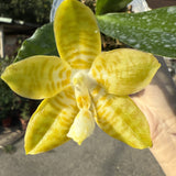 Phal. Mainshow Royal Yellow 'Big'