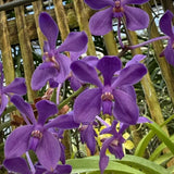 Vanda Motes Wide Open