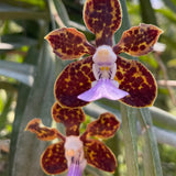 Papilionanda Motes Rajah Varuna