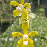 Vanda Allison Craig Scanlan (V. tessellata x V. wightii)