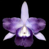 Cattleya Cariad's Mini Quinee 'Angel Kiss' (XL Plants)