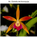 SVO 9665 Bc. Estrella del Aconquija (B. perrinii 'SVO' x C. Chocolate Drop 'SVO' AM/AOS)