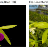 SVO 9729 Bepc. NEW HYBRID (Bc. Gulfshore's Beauty 'Green Dean' 4n HCC/AOS x Epc. Lime Sherbet 'SVO 4n')
