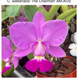 SVO 9788     C. Walkeriana (C. Walkeriana 'Top Chair' x C. Walkeriana 'The Chairman' AM/AOS)