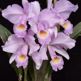 Cattleya trianaei f. concolor 'Orion'