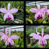 Cattleya Claradiana