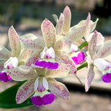 Cattleya Jairak Cute