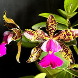 Cattleya Peckaviensis