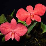 Cattleya brevipedunculata