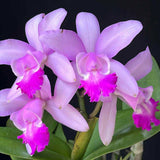 Cattleya intermedia 'orlata Rio' x nobilior 'coerulea'
