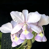 Cattleya walkeriana 'coerulea'