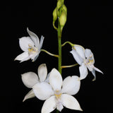 Caularthron bicornutum