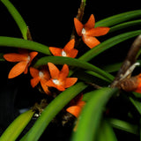 Ceratostylis  retisquama