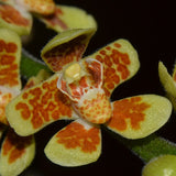 Chiloschista yunnanensis