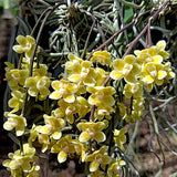 Chiloschista parishii - Massive mature plants!