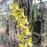 Chiloschista viridiflava ‘Matha Lampang’