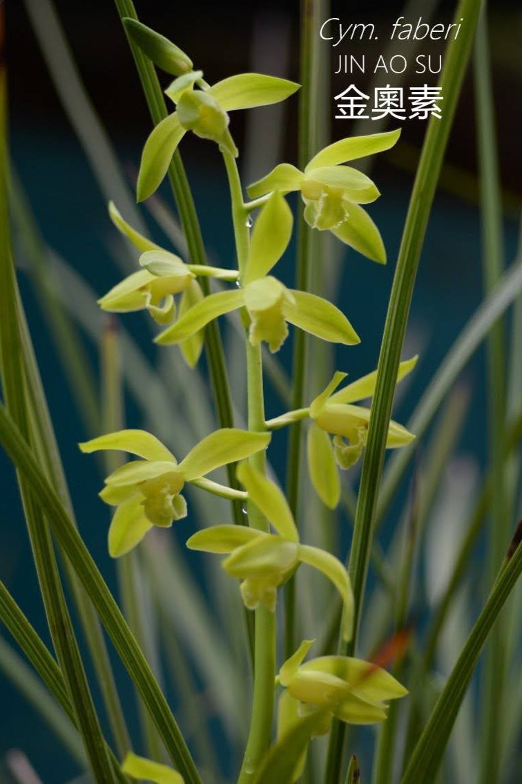 Cymbidium faberi Jin Ao Su Orchid | Cymbidium - Manu's Orchids