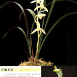 Cymbidium ensifolium Qing Shan Yu Quan