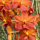 Vanda Fulford's Gold 'Mary Motes' AM/AOS