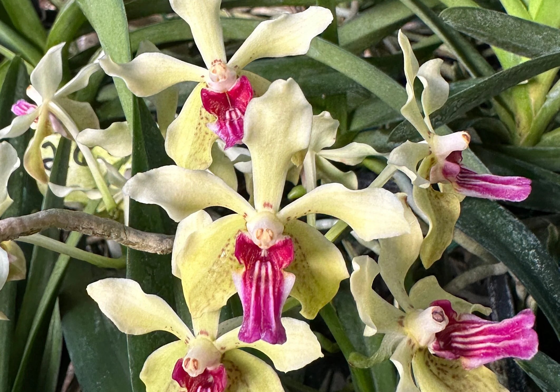 Vandachostylis Wesley Painter