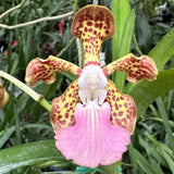 Vanda James Sutton