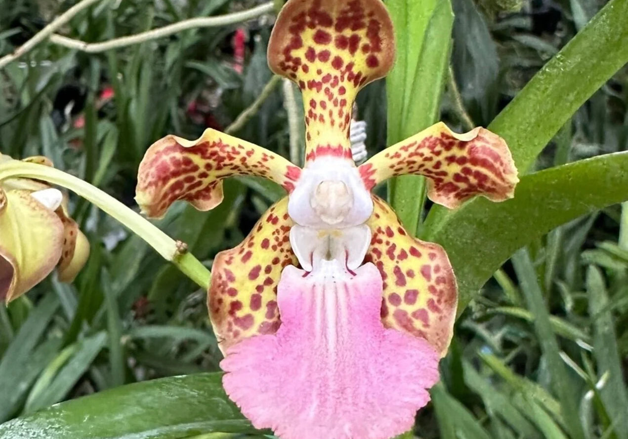 Vanda James Sutton