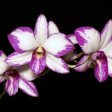 Dendrobium Enobi Purple 'Splash' (Den. Enobi Komachi x Den. Laguna Princess)