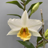 Dendrobium Roongkamol Vejvarut (Den. Dawn Maree x Den. formosum)