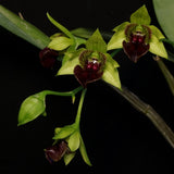 Dendrobium convolutum