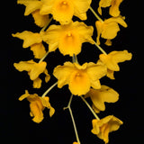 Dendrobium farmeri v. aureoflavum