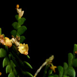 Dendrobium leonis