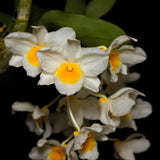 Dendrobium farmeri f. albiflorum