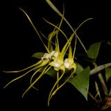 Dendrobium tetragonum f. alba