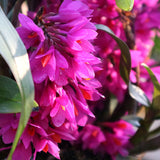 Dendrobium Hibiki