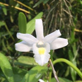 Dendrobium crumenatum, variegated