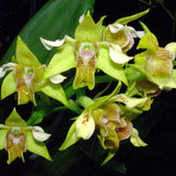 Dendrobium macrophyllum v. ternatense