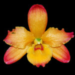 Image de diapositive