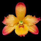 Dendrobium nobile 'Ingrid Anaranjado'